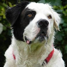 Blanding af racer Emma* himmelhund*