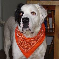 Blanding af racer Emma* himmelhund*