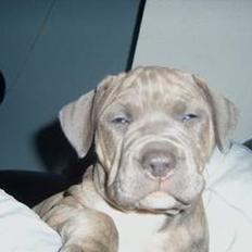Amerikansk staffordshire terrier #Tira#R.I.P