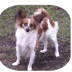 Papillon Cleo R.I.P