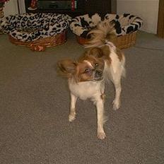 Papillon Cleo R.I.P