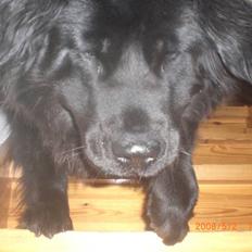 Newfoundlænder Mille