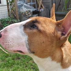 Bullterrier Ask og Pingo 