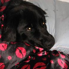 Newfoundlænder Mille