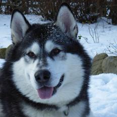 Alaskan malamute Malic *RIP*