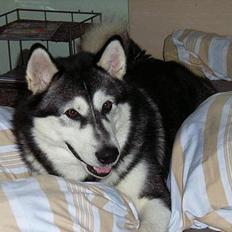 Alaskan malamute Malic *RIP*