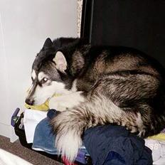 Alaskan malamute Malic *RIP*