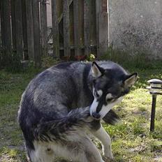 Alaskan malamute Bailey
