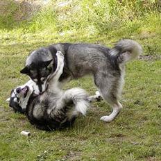 Alaskan malamute Bailey