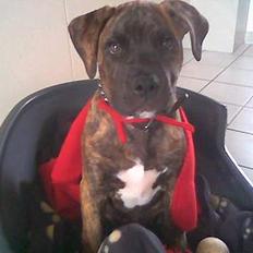 Amerikansk bulldog Buster