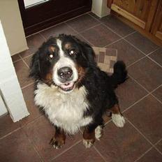 Berner sennenhund Adi