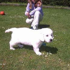 Golden retriever Charlie