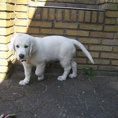 Golden retriever Charlie