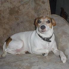 Blanding af racer Fido