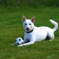 Blanding af racer Delle