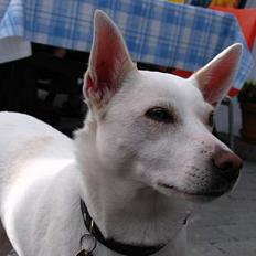 Blanding af racer Delle