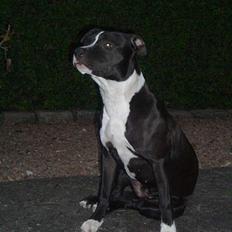 Amerikansk staffordshire terrier tika 