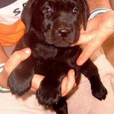 Labrador retriever flora<3