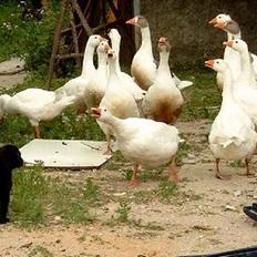 Labrador retriever flora<3