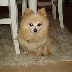 Pomeranian Thea død
