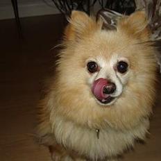 Pomeranian Thea død