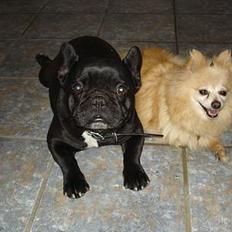 Pomeranian Thea død