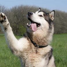 Alaskan malamute SILVER