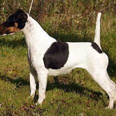 Glathåret foxterrier GRETA GARBO