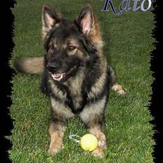 Schæferhund Kato R.I.P. 28-02-2011