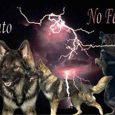 Schæferhund Kato R.I.P. 28-02-2011