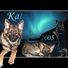 Schæferhund Kato R.I.P. 28-02-2011