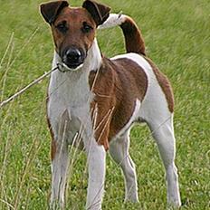 Glathåret foxterrier HARPO