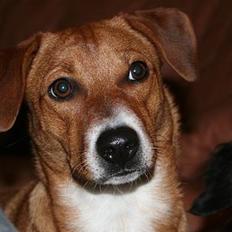 Østrigsk pinscher Lillekjær´s Lucie