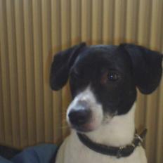 Dansk svensk gaardhund Mikki R.I.P. :´(