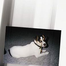 Dansk svensk gaardhund Tilde