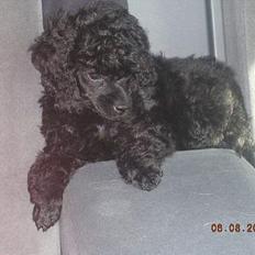 Toypuddel Black Chili Girl