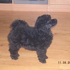 Toypuddel Black Chili Girl