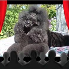 Toypuddel Black Chili Girl