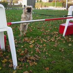 Pekingeser Chu Pow