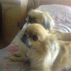 Pekingeser Chu Pow
