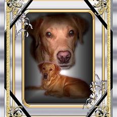 Labrador retriever Tiggie