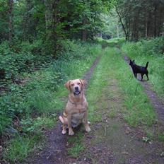 Labrador retriever Tiggie