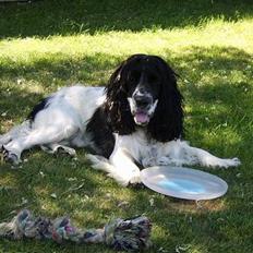 Cocker spaniel Balder