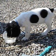 Cocker spaniel Balder