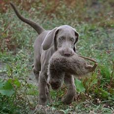 Weimaraner Chaos