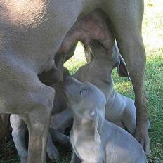 Weimaraner Chaos
