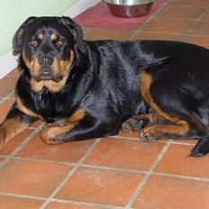 Rottweiler Cleo