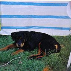 Rottweiler Cleo