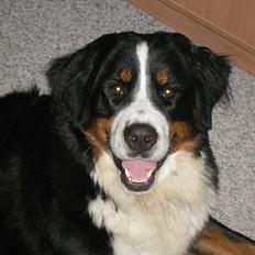 Berner sennenhund Aya*RIP*