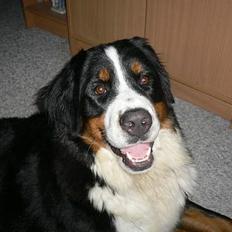 Berner sennenhund Aya*RIP*